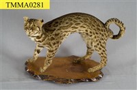 石虎藏品圖，第1張
